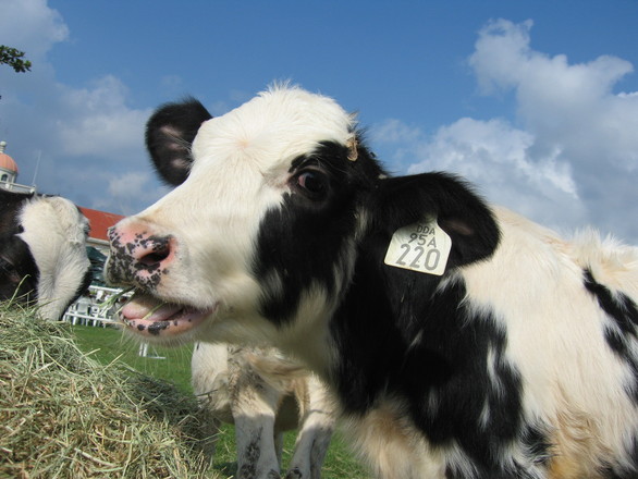 乳牛 Dairy cattle