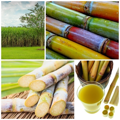 sugarcane5
